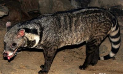 కరీంనగర్‌లో అరుదైన పునుగు పిల్లి కలకలం… అటవీశాఖ సురక్షిత తరలింపు