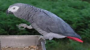 కొనసీమ జిల్లాలోని కొత్తపాలెం ప్రాంతంలో ఓ వ్యక్తి మూడేళ్లుగా ప్రేమగా పెంచుకున్న చిలుక ‘చార్లి’ సంక్రాంతి పండుగ రోజున పంజరం నుంచి బయటకు ఎగిరిపోయింది.