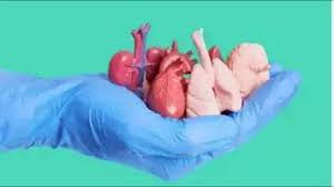 గుంటూరు జిల్లాలో ఓ యువకుడు రోడ్డు ప్రమాదంలో గాయపడి బ్రెయిన్ డెడ్ అయ్యాడు.