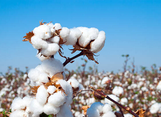 పత్తి సేకరణ కేంద్రం వద్ద రైతులు పత్తి అమ్ముతున్న దృశ్యం