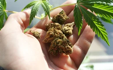 Hyderabad police seize 908 kg ganja worth ₹2.70 crore in Bandlaguda, arrests inter-state drug gang