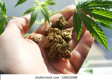 Hyderabad police seize 908 kg ganja worth ₹2.70 crore in Bandlaguda, arrests inter-state drug gang