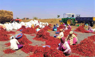 క్వింటాల్‌కు సుమారు రూ.54,000