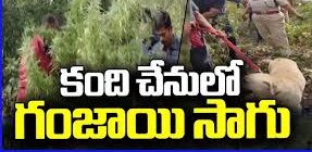 సాధారణంగా రైతులు పంటలతో పాటు ఉలవలు, ఆముదం, వేరుశెనగ వంటి అంతర పంటలను సాగు చేసి ఆదాయం పెంచుకుంటారు