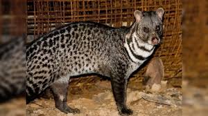 కడప జిల్లా పులివెందులలో అరుదైన పునుగు పిల్లి (Civet Cat) కనిపించడం ఆసక్తికరంగా మారింది.