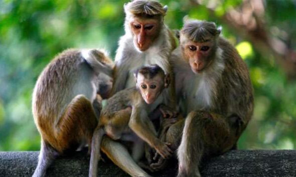 గత కొంతకాలంగా ఈ గ్రామంలో వానరాల ఉచ్చాటన ప్రజలకు తలనొప్పిగా మారింది.