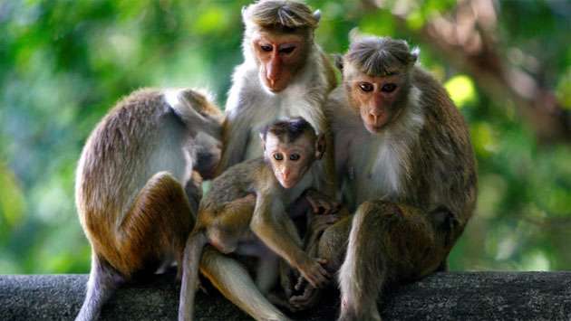 గత కొంతకాలంగా ఈ గ్రామంలో వానరాల ఉచ్చాటన ప్రజలకు తలనొప్పిగా మారింది.