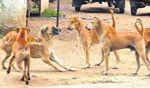 ఎన్టీఆర్ జిల్లాలోని వెలగలేరు గ్రామంలో అత్యంత దారుణమైన ఘటన చోటు చేసుకుంది.